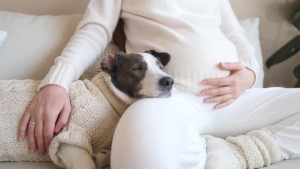 妊娠中の女性は彼女のペット犬と自宅で休む — ストック動画