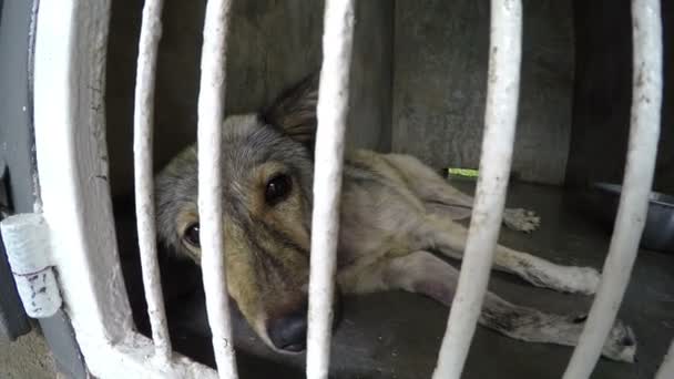 Kutya szomorú szemekkel a menhelyen — Stock videók