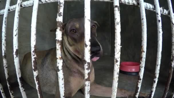 Pobre cão rasteiro em abrigo de animais com olhos tristes — Vídeo de Stock