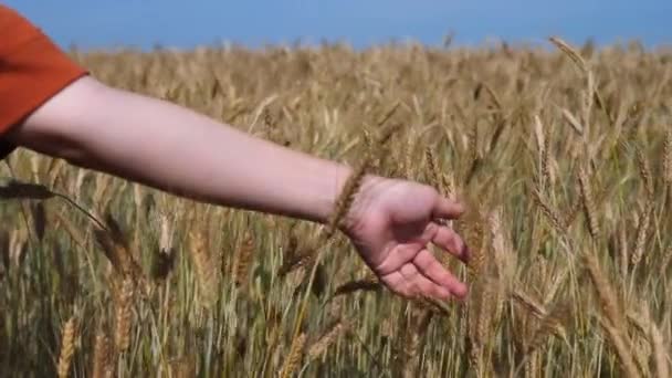 Brotes de trigo en mano de granjeros. Agricultor caminando en campo comprobando la cosecha de trigo . — Vídeo de stock