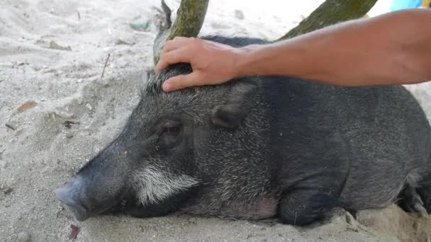 Hombre mascotas gran jabalí — Vídeos de Stock