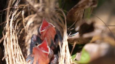 Beslenmeyi Bekleyen Yuvadaki Aç Yeni Doğmuş Yavru Kuşlar