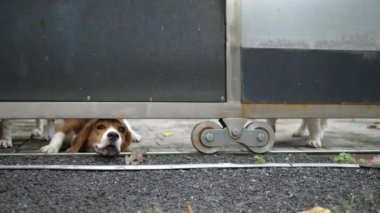 Köpek Bekçileri Çitin Arkasında Havlıyor