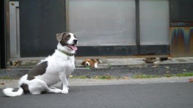 Komik Video Köpeği Çitin Arkasındaki Diğer Köpeklere Alay Ediyor