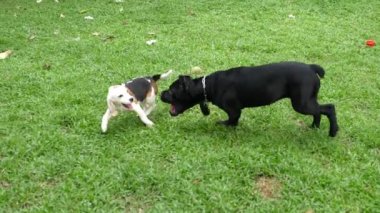 Açık havada oynayan köpekler