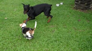 Doberman Köpeği Dışarıda oynarken Yavru Köpeğe Saldırdı