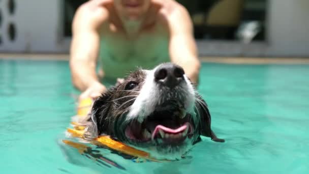 Vtipný pes plavání v bazénu nosit záchrannou vestu v létě — Stock video