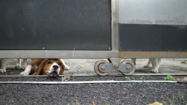 フェンスの後ろに吠える犬の警備員 — ストック動画