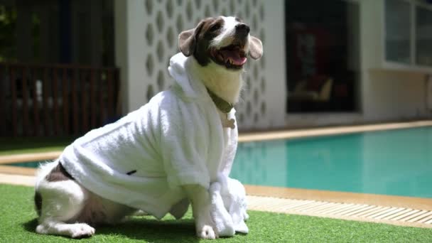 Perro divertido relajante en la piscina en el albornoz — Vídeos de Stock