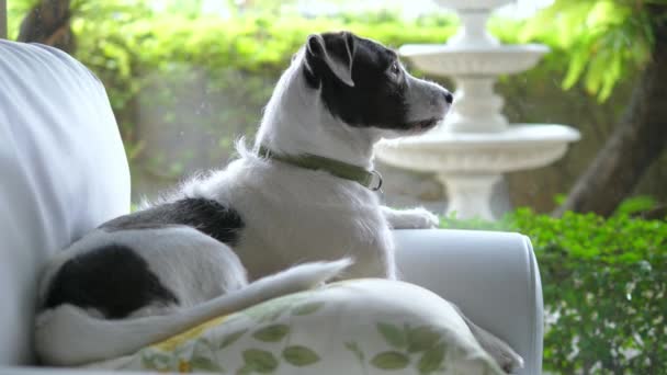 Cane sdraiato sul divano a casa guardando nella finestra — Video Stock