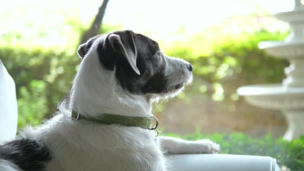 Droevige hond wachtend op eigenaar kijkend naar raam — Stockvideo