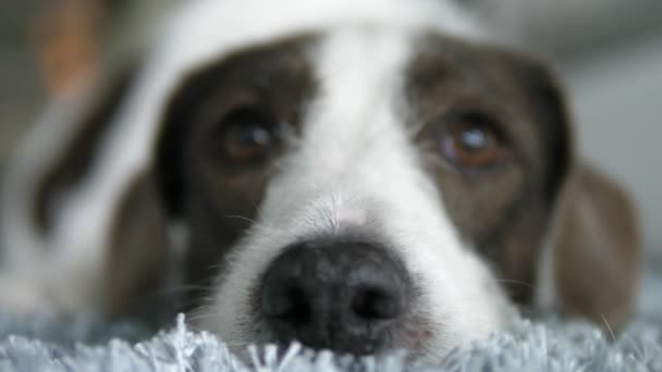 Крупним планом собака очі і ніс — стокове відео