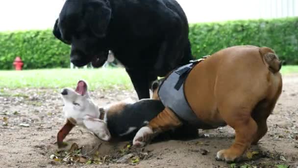 Собаки играют вместе под открытым небом — стоковое видео