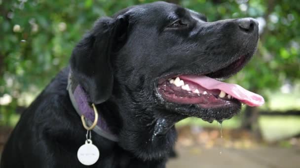 Κοντινό πλάνο του μαύρου Λαμπραντόρ σκύλου σε εξωτερικούς χώρους — Αρχείο Βίντεο