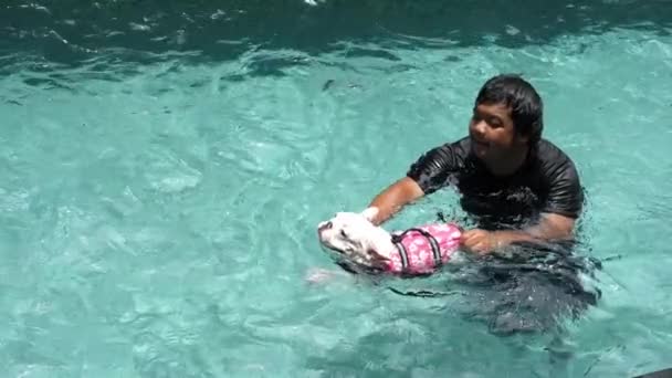 Francês Bulldog Dog In Life Jacket formação na piscina . — Vídeo de Stock