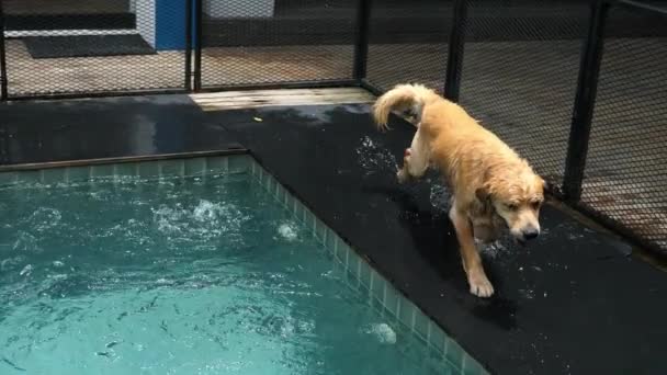 Влажная собака лабрадор гуляет по бассейну — стоковое видео