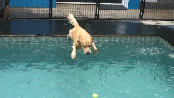 Hund hoppar i poolen leker med bollen — Stockvideo