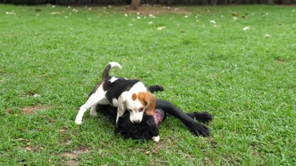 Adoráveis cães brincando juntos ao ar livre — Vídeo de Stock