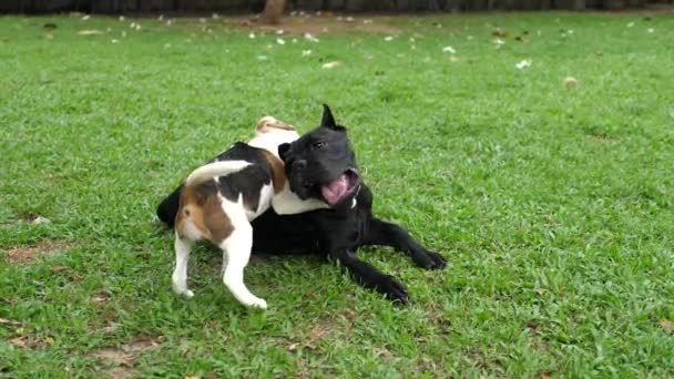 ビーグルパピーとスタッフォードシャー・ブル・テリア犬は草の上で遊ぶ — ストック動画
