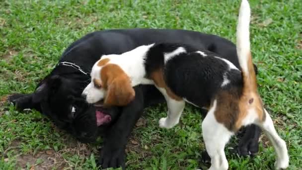 Щенок жука и собака-терьер играют в саду — стоковое видео