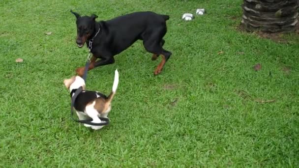 Doberman σκύλος επιτίθεται Beagle κουτάβι, ενώ παίζει έξω από τις πόρτες — Αρχείο Βίντεο