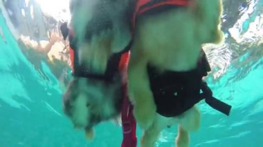 Köpekler suyun altında yüzüyor.