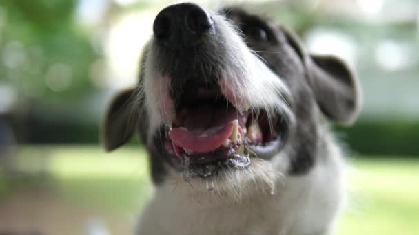 Крупный план слюнявого собачьего рта в жаркий летний день — стоковое видео