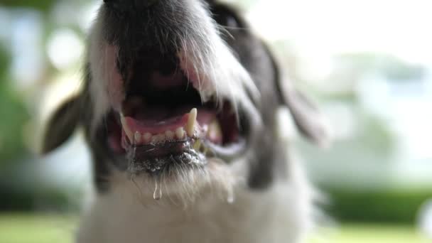 Honden snuit met drijvende karbonades vol speeksel — Stockvideo