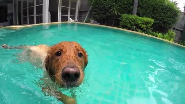 Cane che nuota sott'acqua in piscina — Video Stock