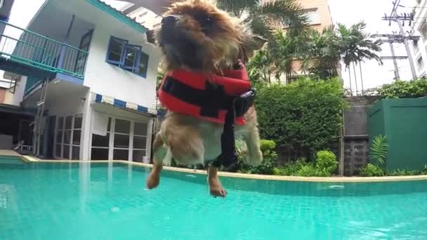 Rolig våt valp hund i poolen — Stockvideo