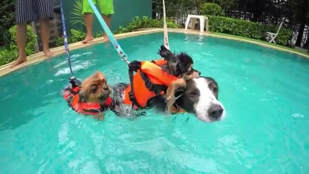 Gruppe süßer Hunde trainiert im Schwimmbad — Stockvideo