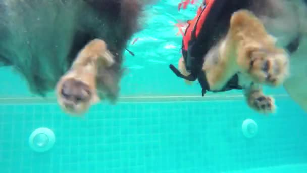Kutyák Mancs Vízalatti úszómedence — Stock videók