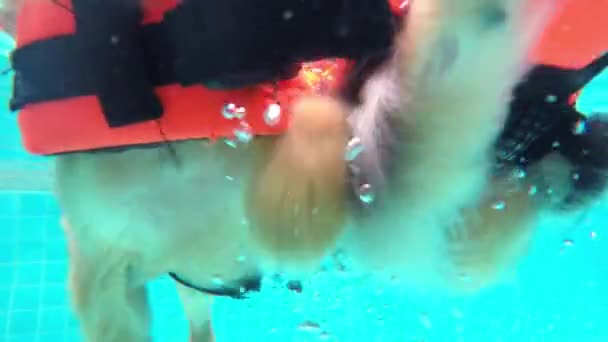 Malí psi plavání v bazénu. Closeup. — Stock video