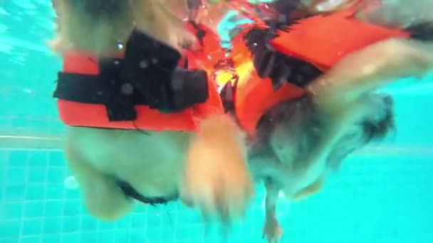 Podwodne śmieszne łapy szczeniaka w basenie — Wideo stockowe