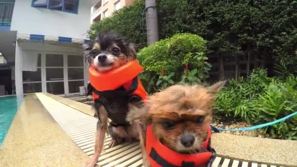 水泳プールの後の濡れた小さなかわいいポメラニア犬の震え — ストック動画