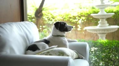 Koltukta oturan Köpek Sahibini Bekliyor