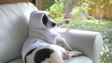Bornozlu Şımarık Köpek Kanepede Şekerle Rahatlıyor