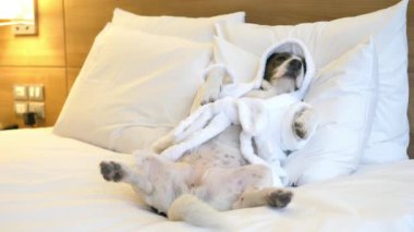 Rahatlamış Köpek Bornoz giyip Yatağa uzanmış