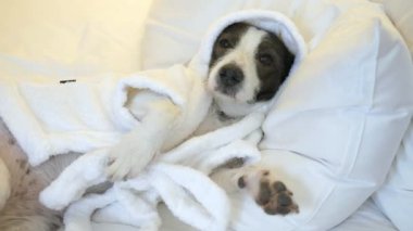 Köpek Yastıkta Dinleniyor Yatakta Uzanıyor