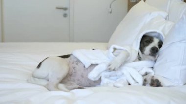 Şımarık köpek bornozla yatakta uyuyor. 4k.