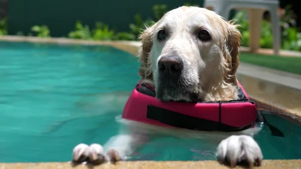 Gran perro en chaleco salvavidas nadando en la piscina — Vídeos de Stock