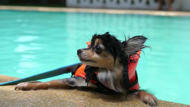 Mignon chien poméranien porter gilet de sauvetage nager dans la piscine — Video