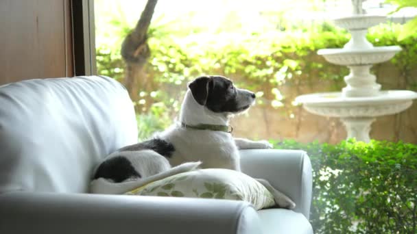 Hond zittend op bank wachtend op eigenaar — Stockvideo