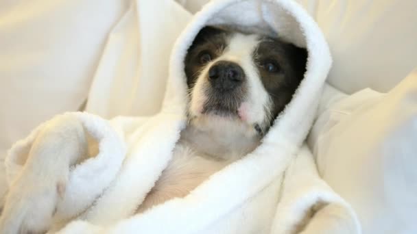 Gros plan de chien mignon en peignoir allongé sur le lit — Video