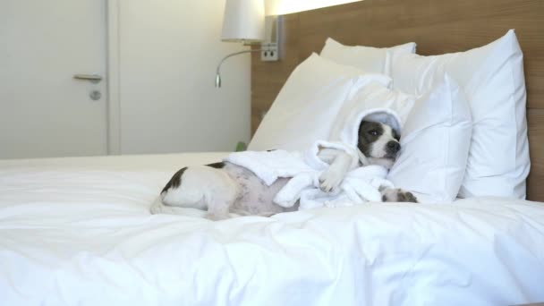 Perro acostado en la cama humana con cabeza en la almohada . — Vídeos de Stock