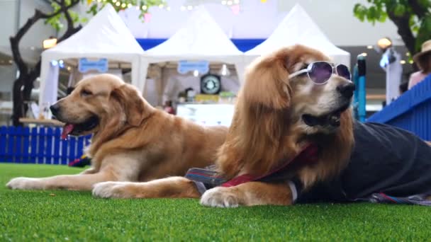 Αστείος σκύλος Golden Retriever σε γυαλιά ηλίου χαμογελώντας έξω — Αρχείο Βίντεο
