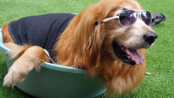 夏天，一只戴太阳镜的黄金猎犬出现在户外 — 图库视频影像