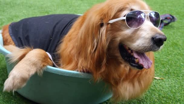 Golden Retriever Dog Dans Les Lunettes De Soleil En Plein Air En Été — Video