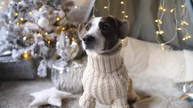 Sıcak Kış Xmas Konsepti. Evde örülü süveter giyen köpek.