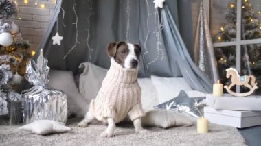 Örgü kazaklı şirin köpek Noel 'i evde kutluyor.